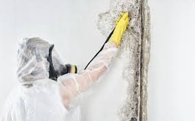 Why You Should Choose Our Mold Remediation Services in Celina, OH